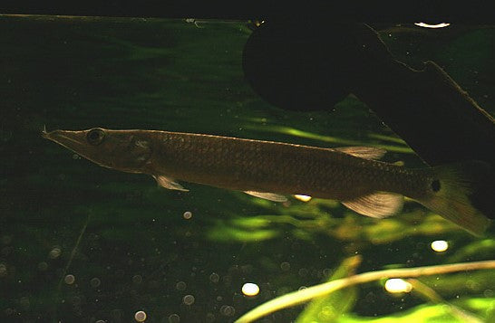Hujeta Gar