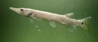 Hujeta Gar
