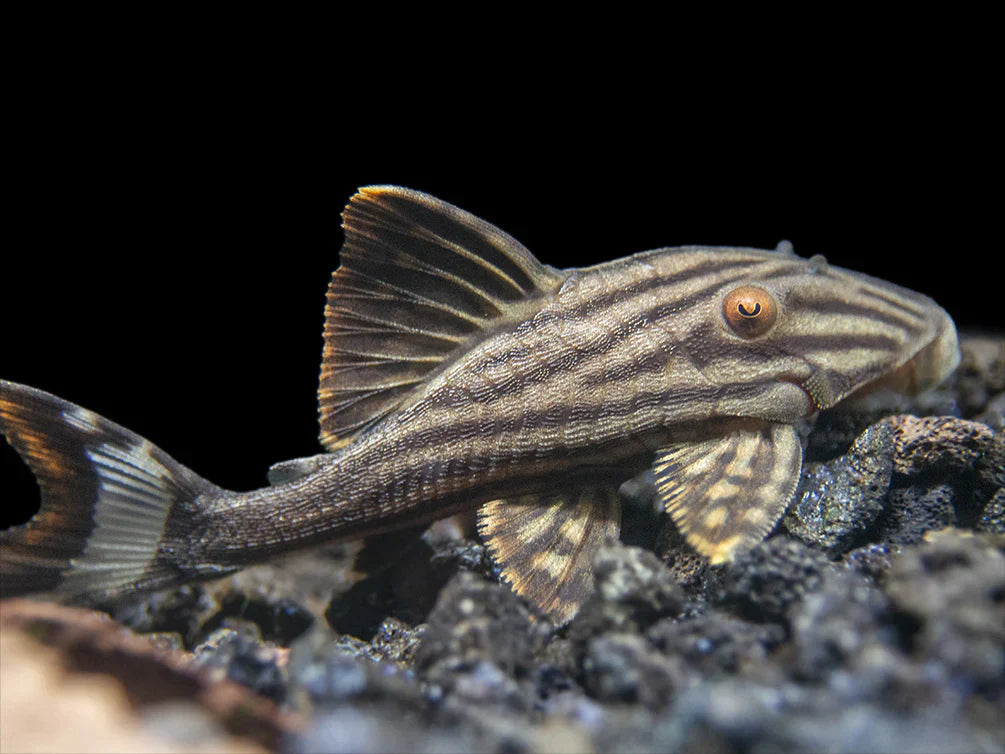 L-190 PLECO (Orinoco Royal Pleco)