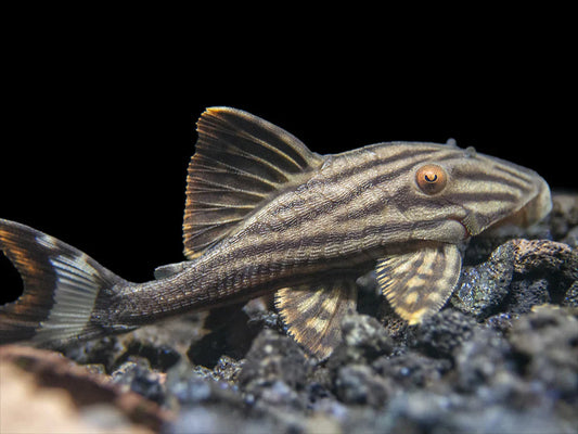 L-190 PLECO (Orinoco Royal Pleco)