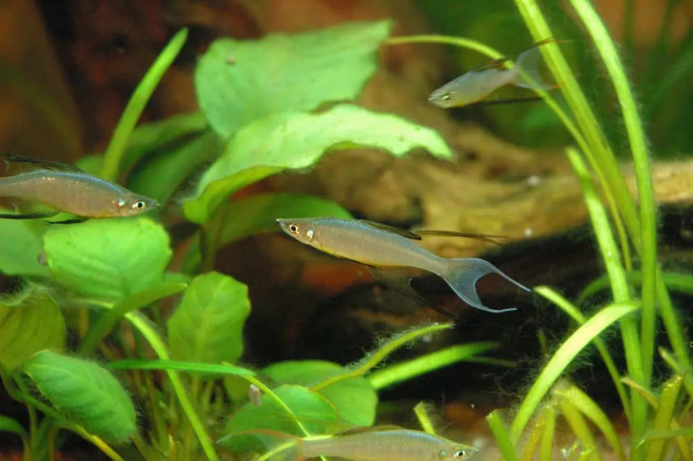 Threadfin rainbowfish - FreshWaterAquatica.com