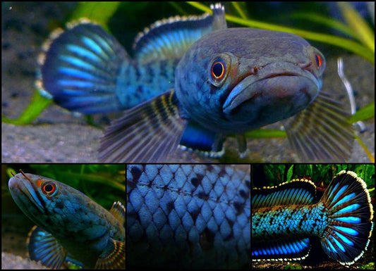 Channa pardalis 'Meghalaya Leopard' 4’’-6’’