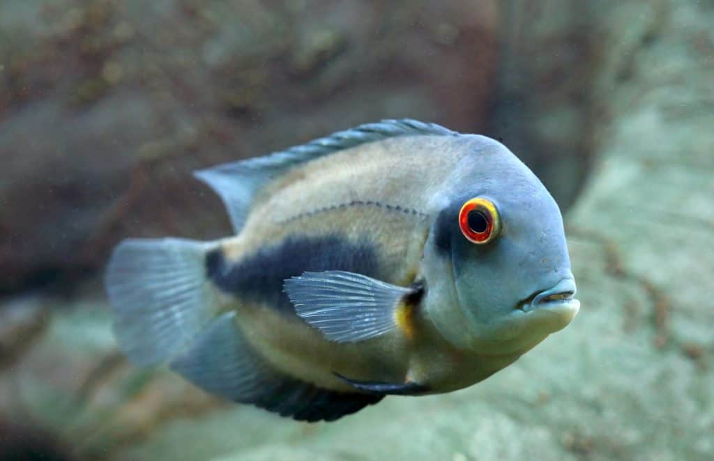 Uaru Cichlid ( Imported Quality )