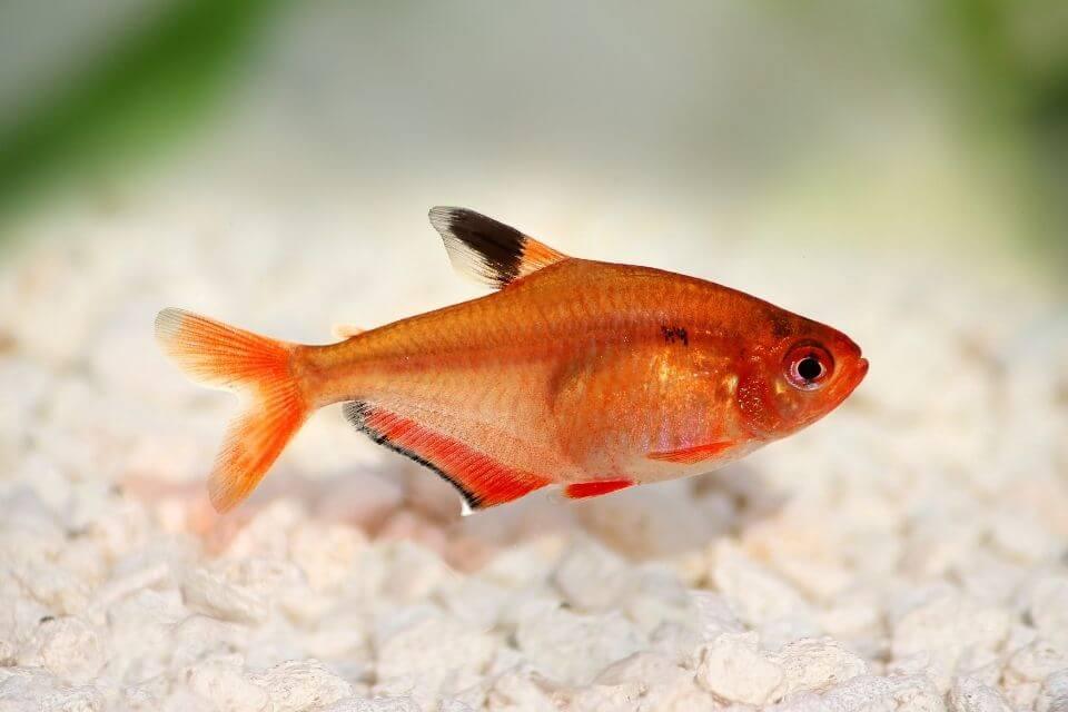 Serpae tetra - FreshWaterAquatica.com