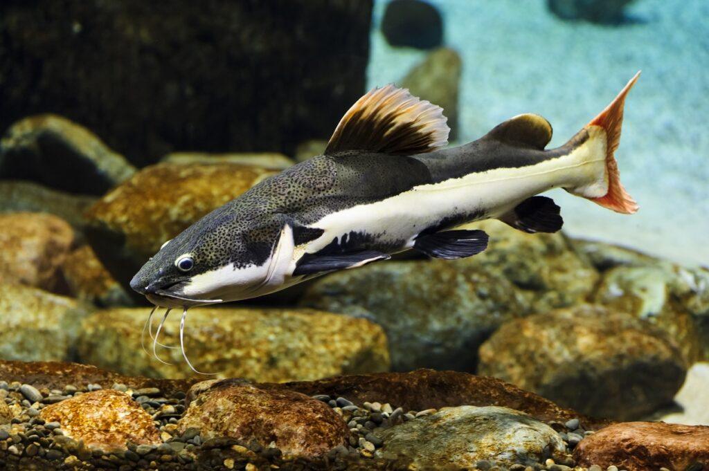 The Redtail catfish - FreshWaterAquatica.com