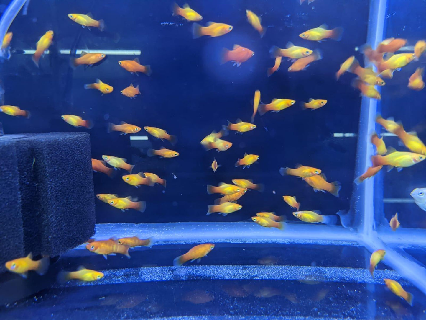 SUN Platy - FreshWaterAquatica.com