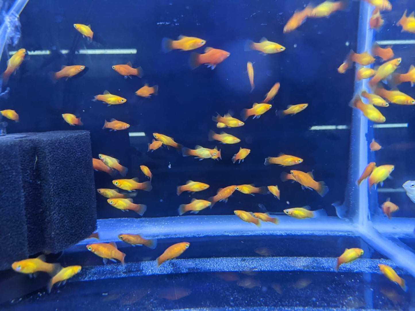 SUN Platy - FreshWaterAquatica.com