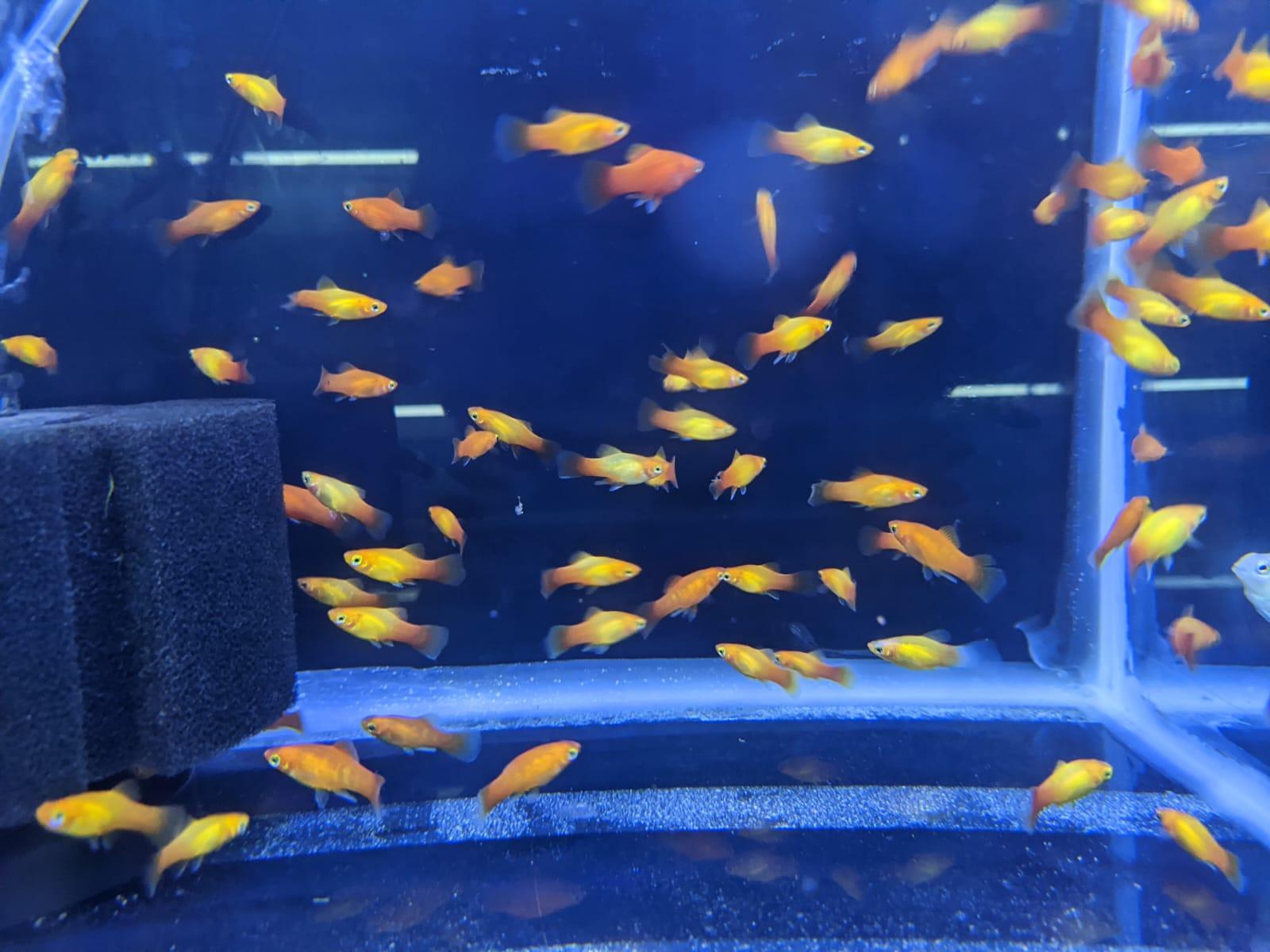 SUN Platy - FreshWaterAquatica.com