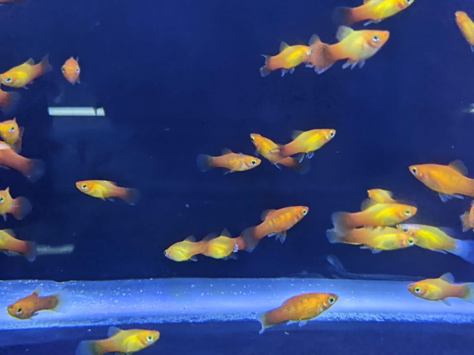 SUN Platy - FreshWaterAquatica.com