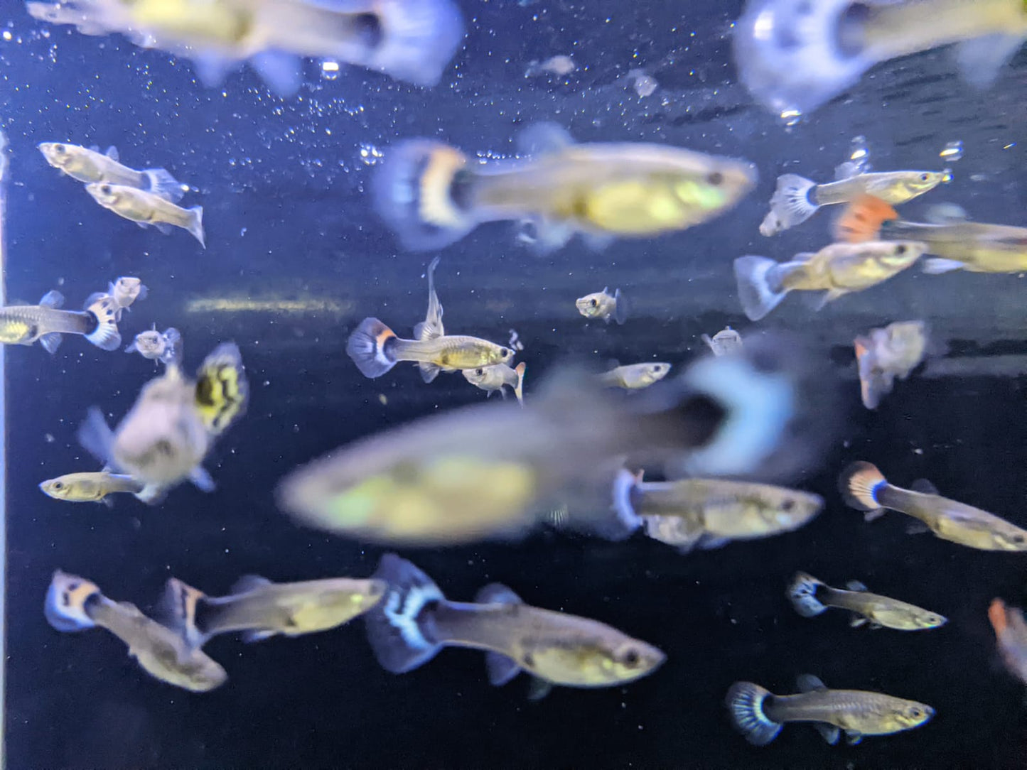 Female Guppies (Single Female) - FreshWaterAquatica.com