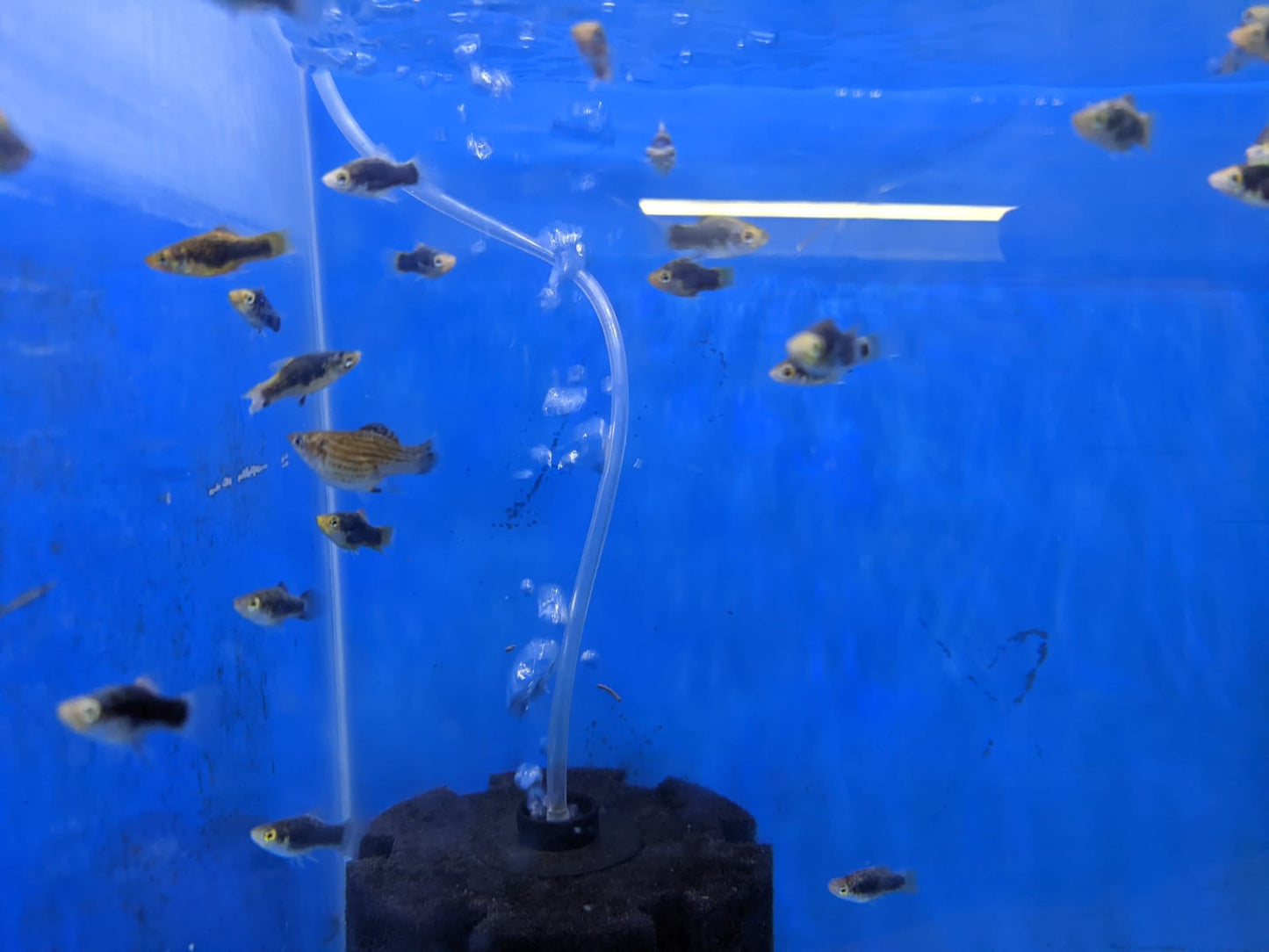 Black skin Platy - FreshWaterAquatica.com