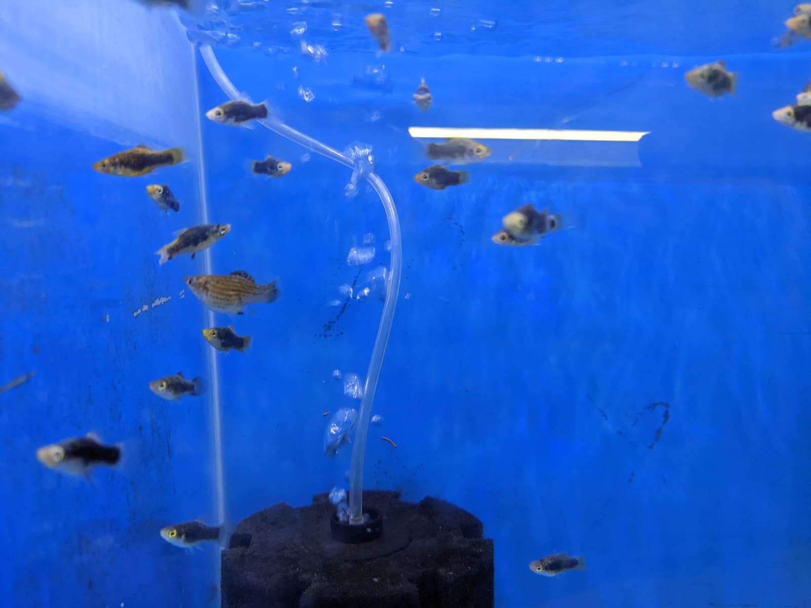 Black skin Platy - FreshWaterAquatica.com