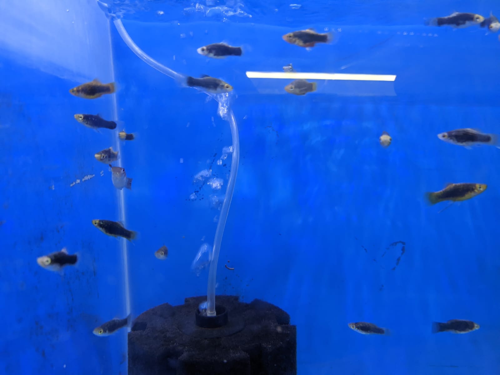 Black skin Platy - FreshWaterAquatica.com