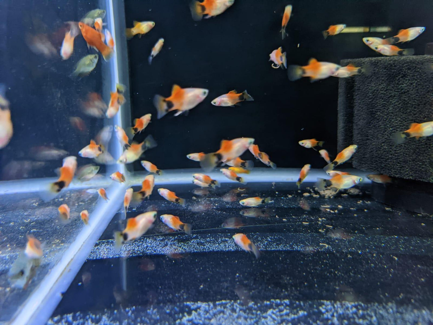 Micky Mouse Platy - FreshWaterAquatica.com