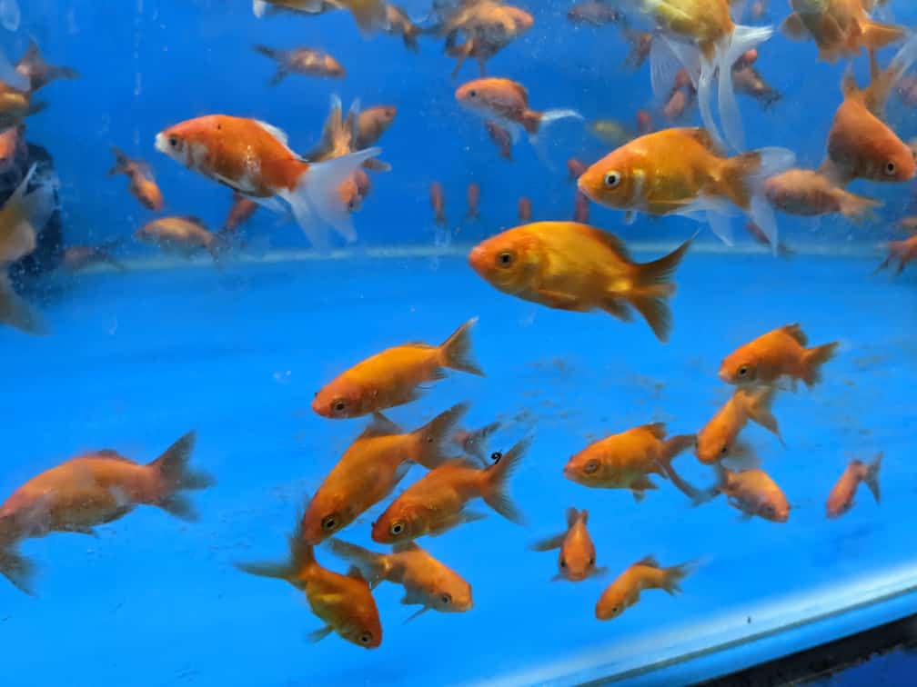 Gold Fish - FreshWaterAquatica.com