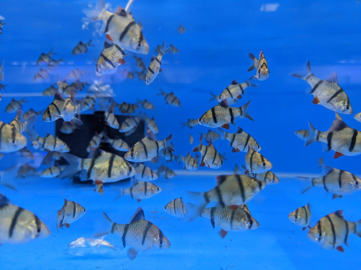 Tiger Barb - FreshWaterAquatica.com