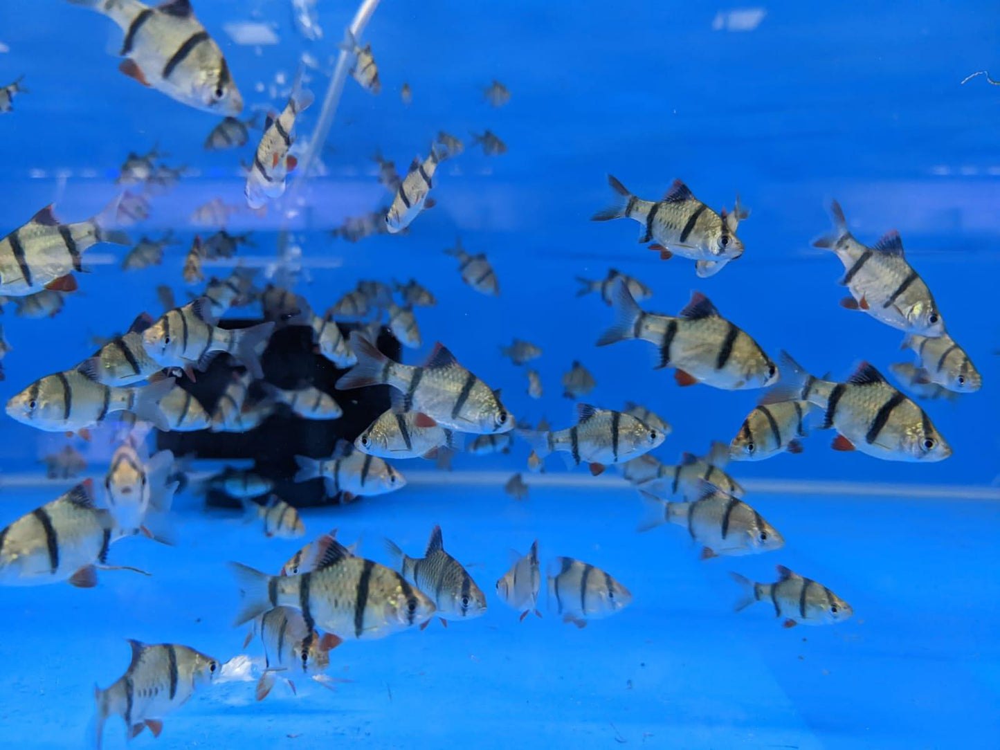 Tiger Barb - FreshWaterAquatica.com