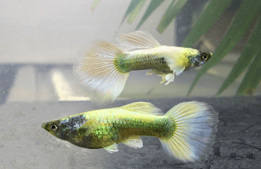 White Gold Shine Guppy - FreshWaterAquatica.com