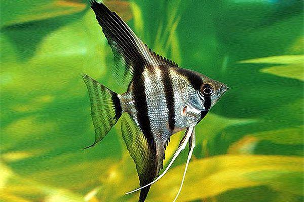 Zebra angel  fish - FreshWaterAquatica.com