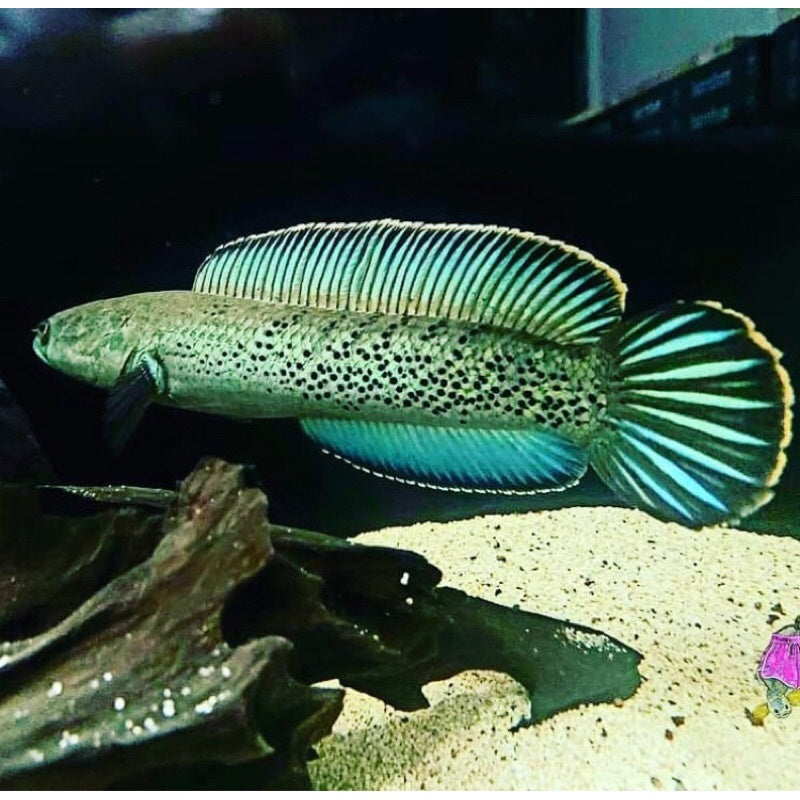 Channa stewarti 'Karbi Anglong' 7''-8''