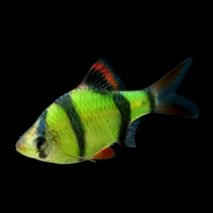 Glow Tiger Barb - FreshWaterAquatica.com