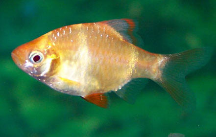 Albino Tiger Barb - FreshWaterAquatica.com