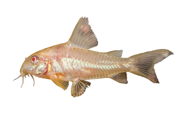 Albino Aeneus Cory - FreshWaterAquatica.com