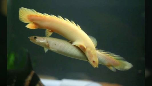 Albino Senegal  7 inches