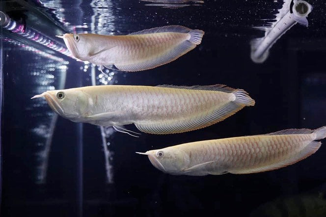 Silver Arowana