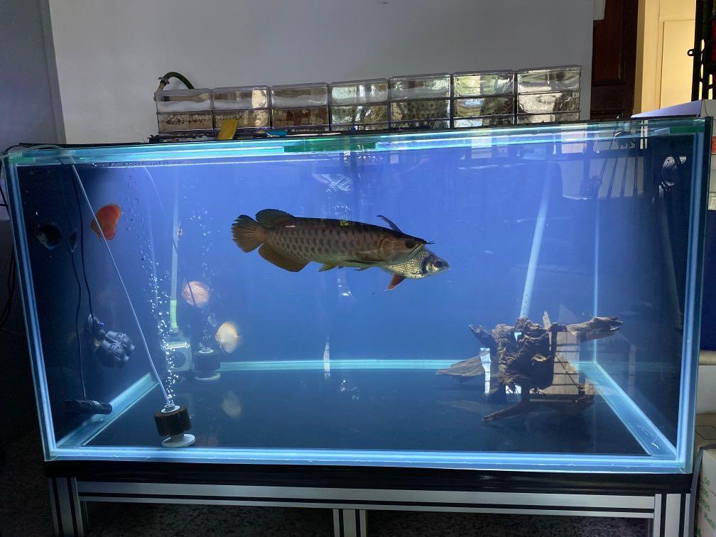 Used aquarium Code N101 - FreshWaterAquatica.com