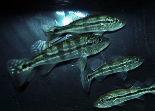 Peacock Bass Azul 12" Size