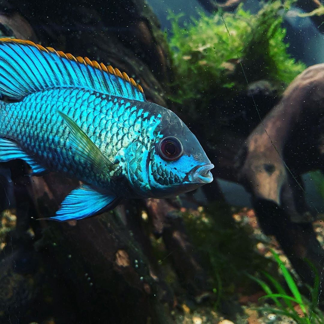 Blue Acura Cichlid - FreshWaterAquatica.com