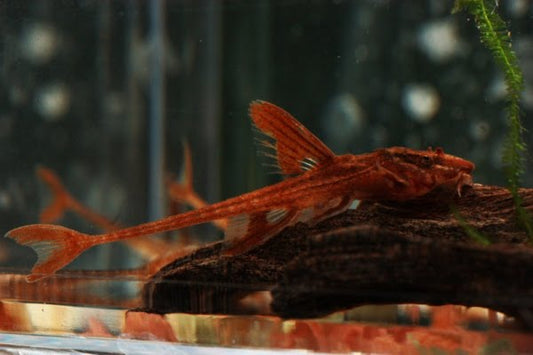 ROYAL Whiptail catfish