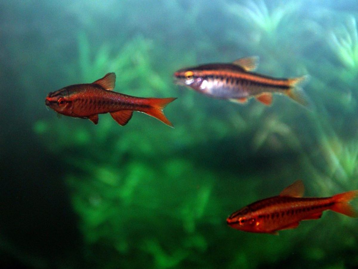 Cherry Barb - FreshWaterAquatica.com