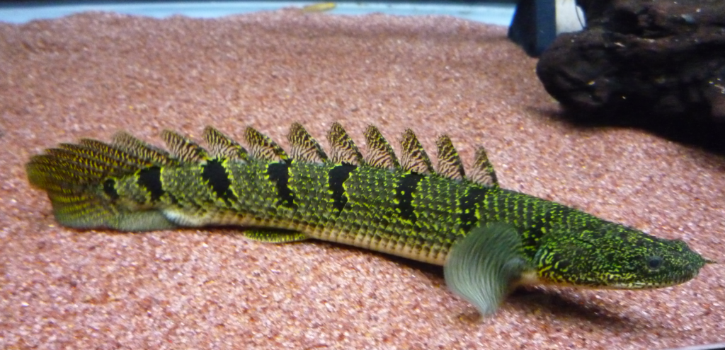 Tiger Delzhi Senegal bichar