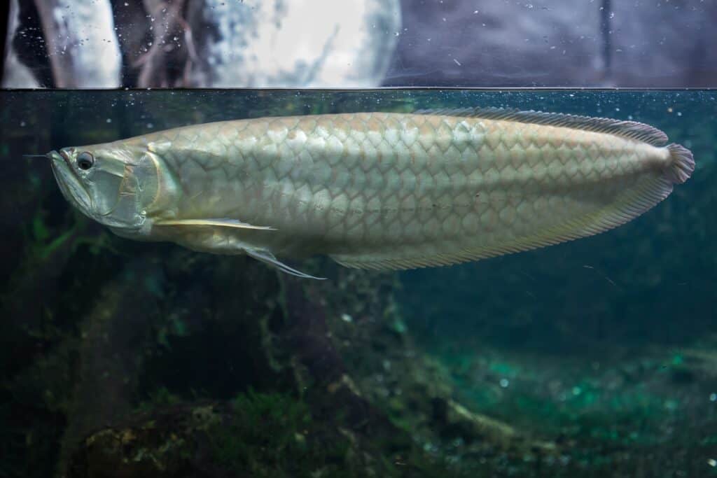 Silver Arowana