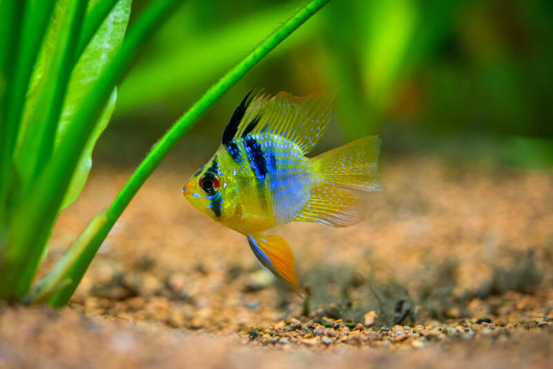 Balloon Ram cichlid - FreshWaterAquatica.com