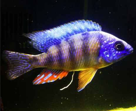 taiwan reef cichlid 2.4inch