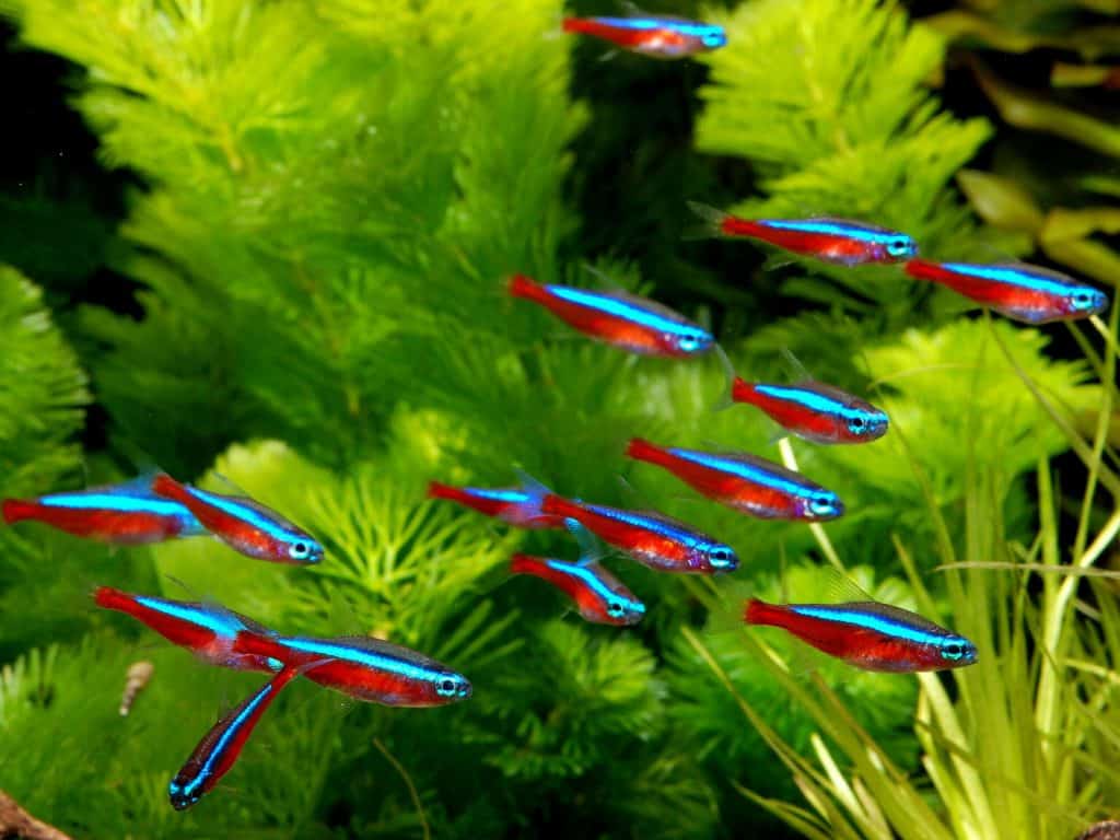 Cardinal tetra - FreshWaterAquatica.com