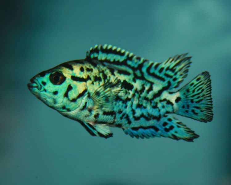 Electric Blue Jack Dampsey - FreshWaterAquatica.com