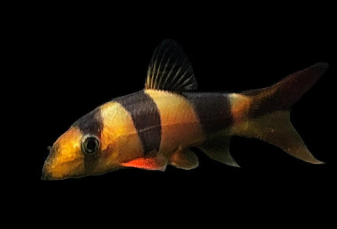 Clown Loach FRESHWATERAQUATICA - Main Image