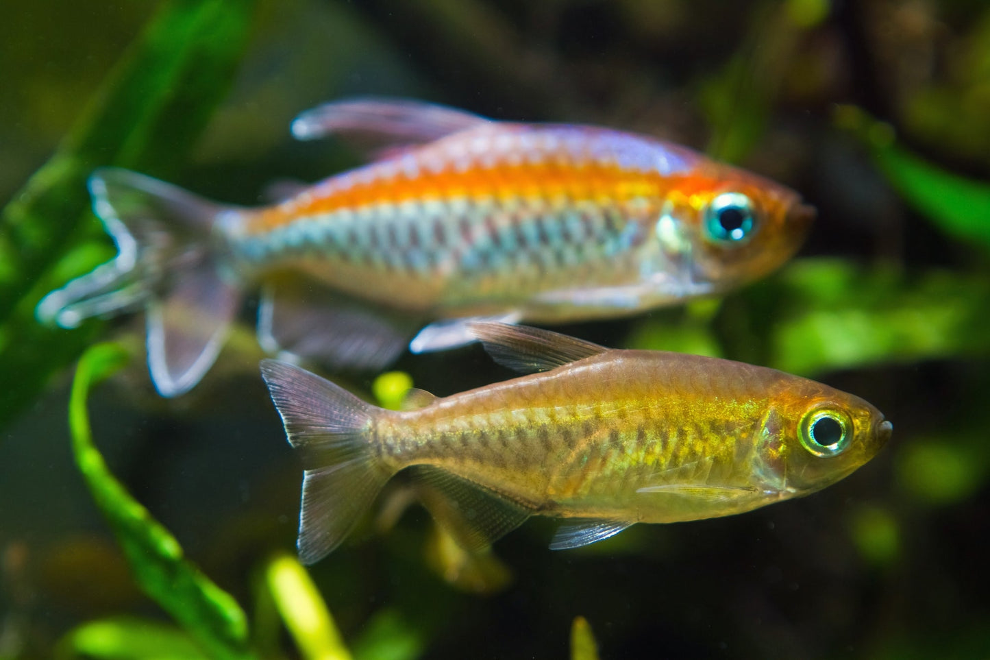 Congo tetra - FreshWaterAquatica.com