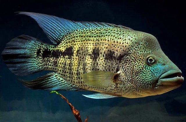 Wolf fish Cichlid 3.5inches