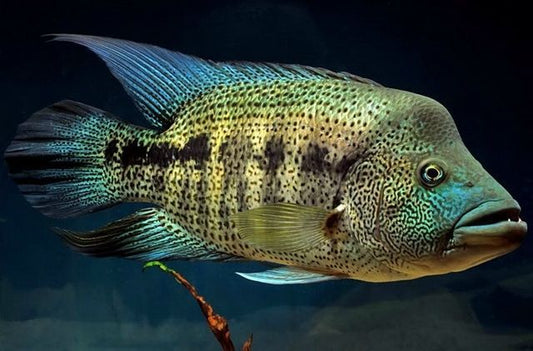 Wolf fish Cichlid 3.5inches