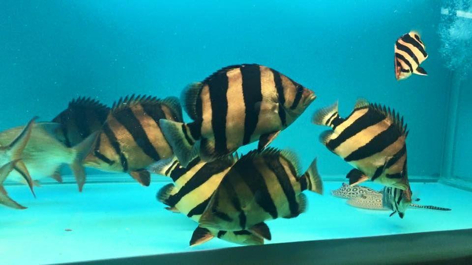 Siamese Tigerfish ( 2.5 to 3 inches ) Datniodes - FreshWaterAquatica.com