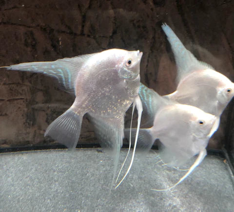 Platinum Angel - FreshWaterAquatica.com