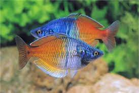 Bosemani rainbowfish - FreshWaterAquatica.com