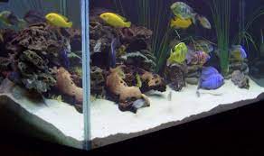 AQUARIUM CLEANING SERVICES for Cichlid Tank - FreshWaterAquatica.com