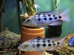 Rostratus Cichlid - FreshWaterAquatica.com