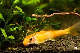 Golden Algae Eater - FreshWaterAquatica.com